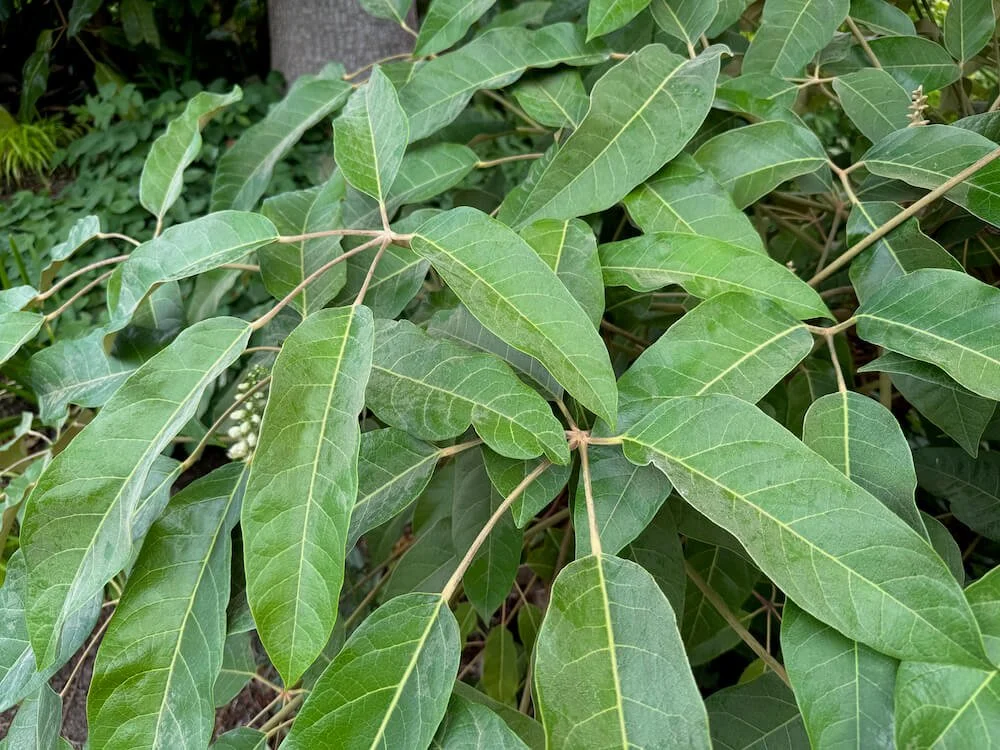 Schefflera delavayi