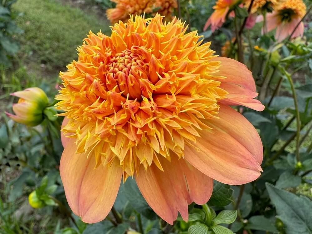 Dahlia 'Sandia Brocade'