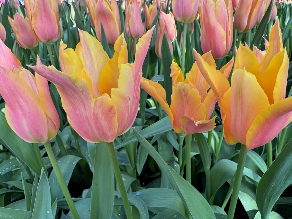 Tulipa 'Blushing Beauty'