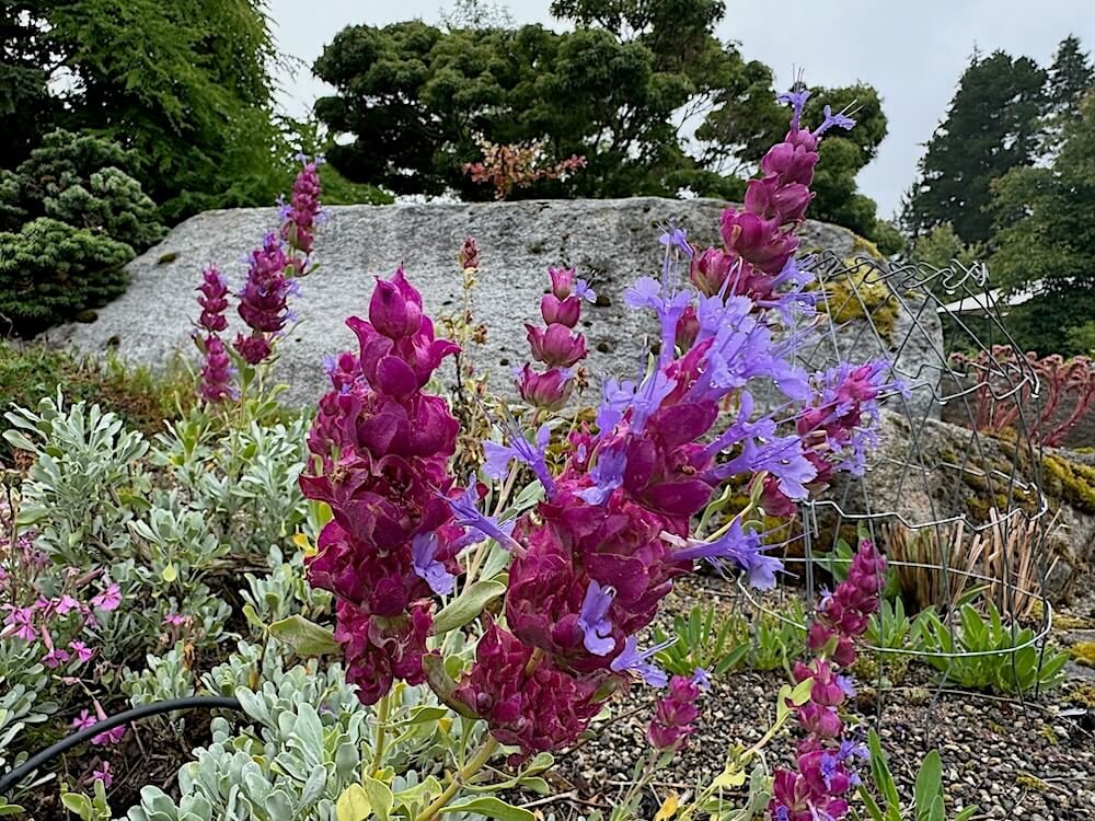 Salvia pachyphylla