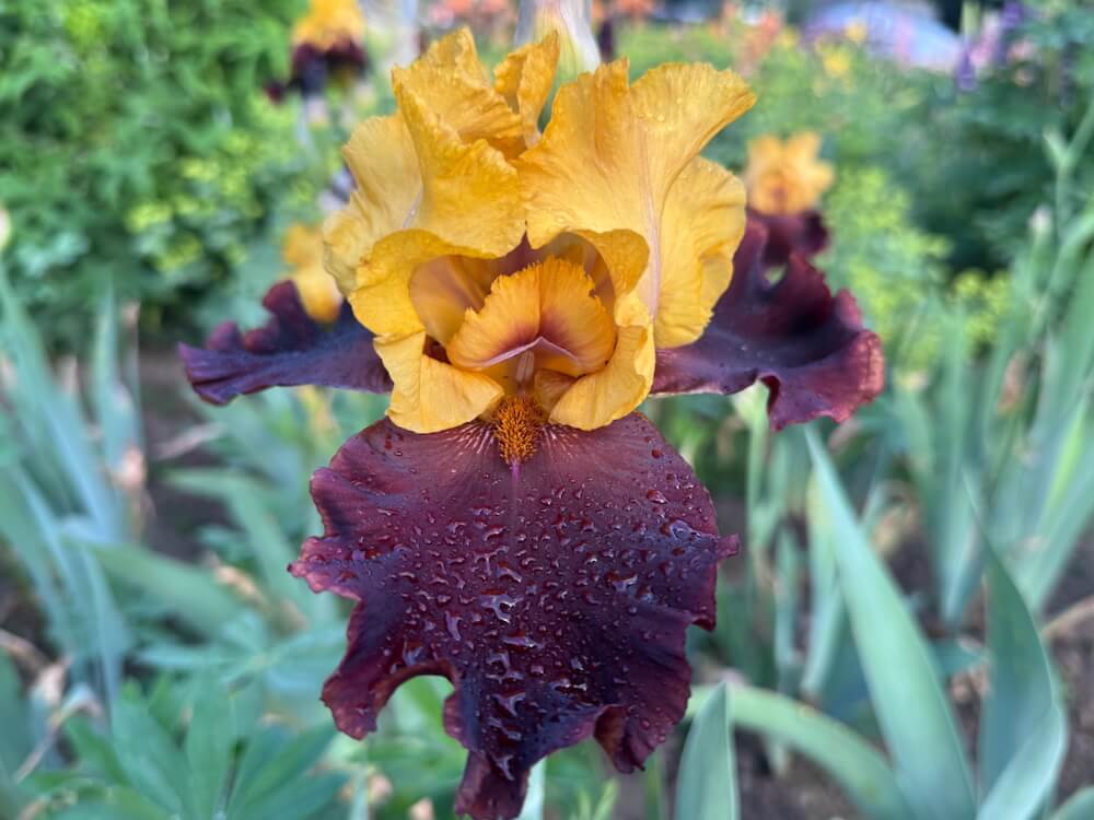 Iris 'Vigilante'