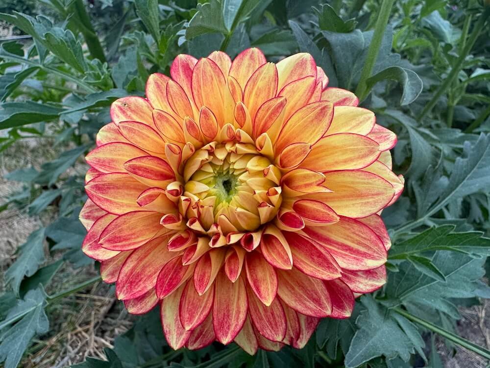 Dahlia 'Lady Darlene'