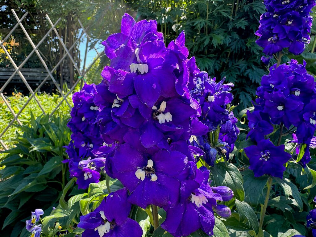 Delphinium elatum 'Magic Fountains Dark Blue White Bee'