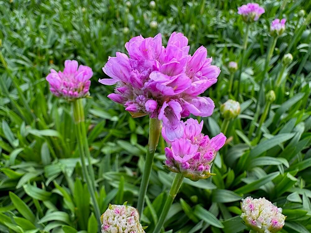 Armeria pseudarmeria Dreameria 'Sweet Dreams'