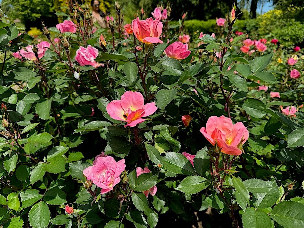 Rosa 'Radcor'