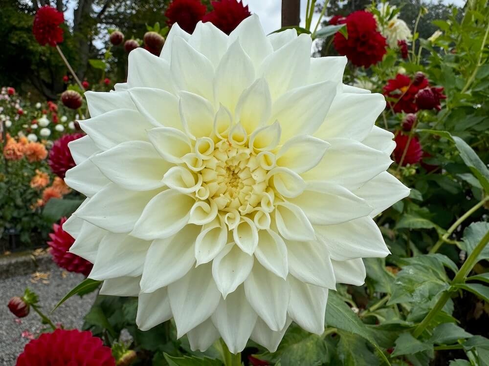 Dahlia 'River's Jedidiah'