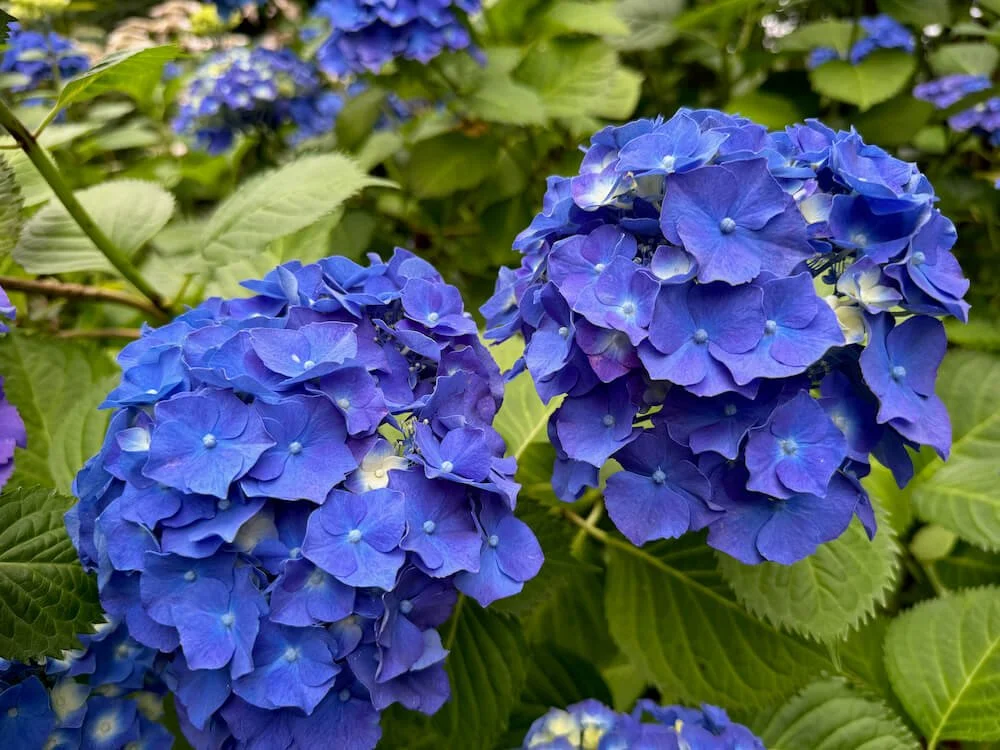 Hydrangea macrophylla ‘Merritts Supreme’