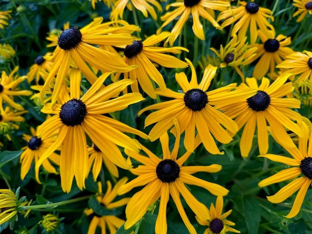 Rudbeckia fulgida var. sullivantii 'Goldsturm'