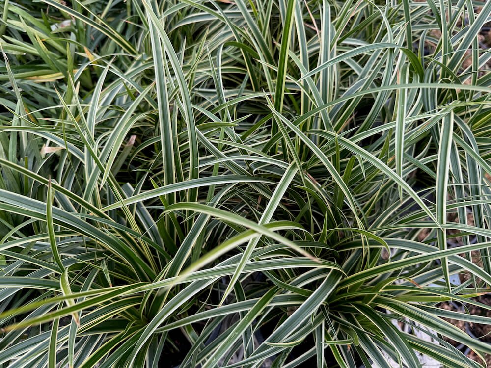 Carex morrowii 'Ice Dance'