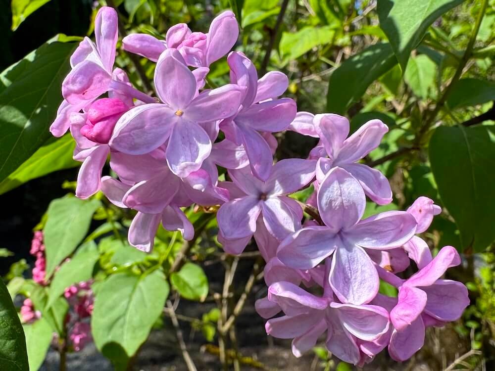 Syringa vulgaris 'Lady Lucille'