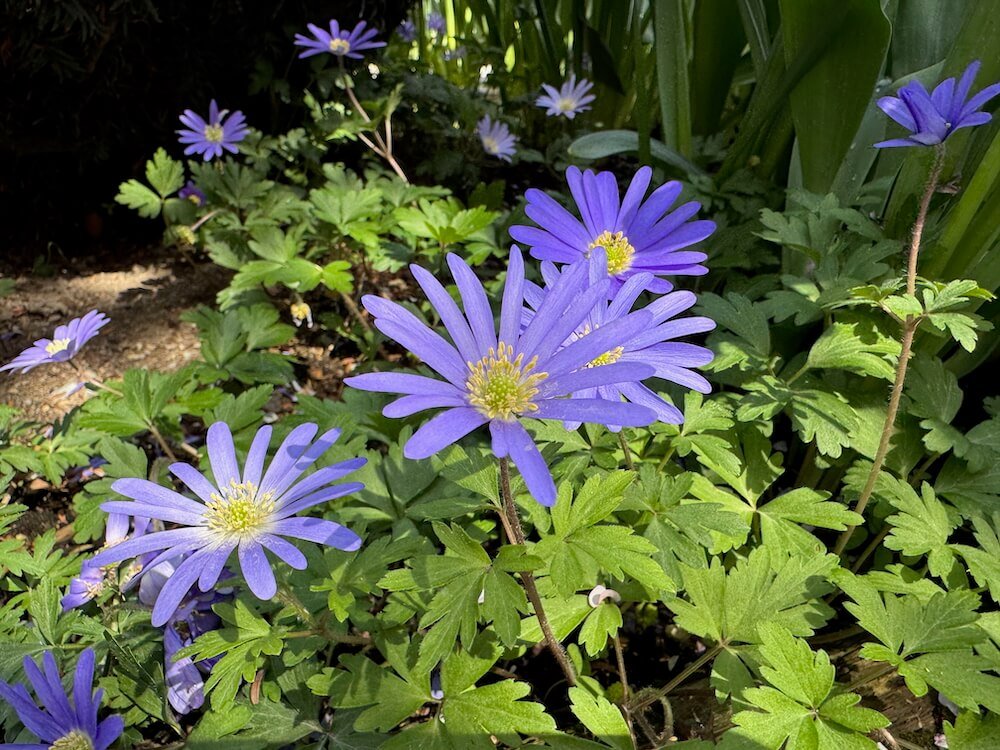Anemonoides blanda