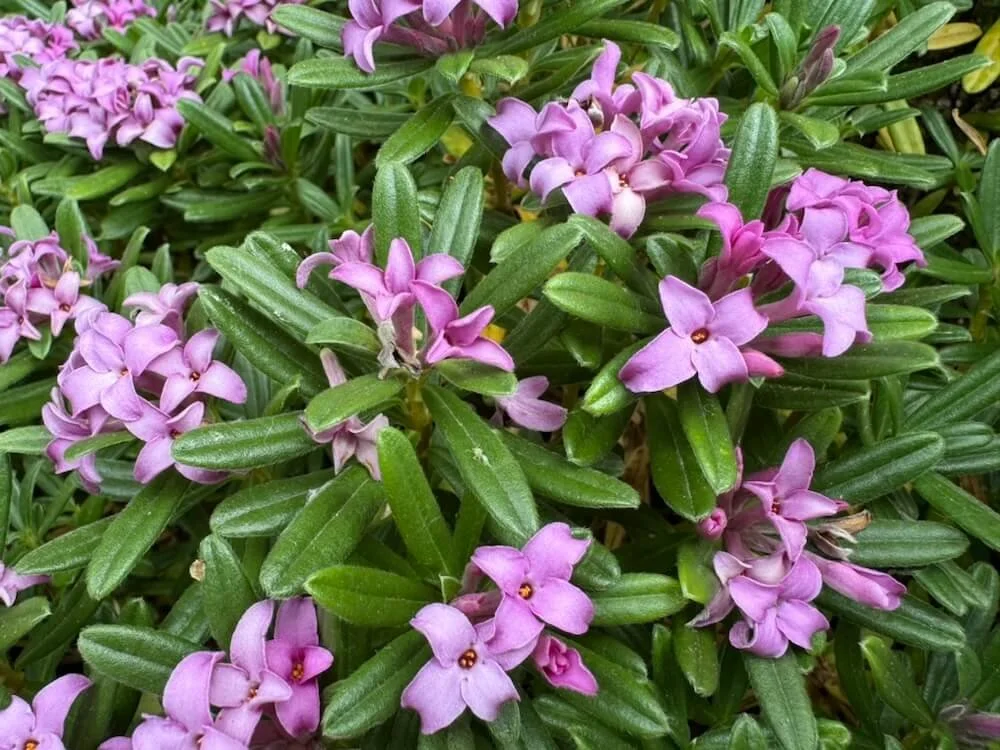 Daphne x susannae 'Lawrence Crocker'
