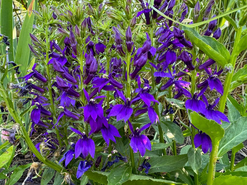 Lobelia speciosa 'Starship Blue'