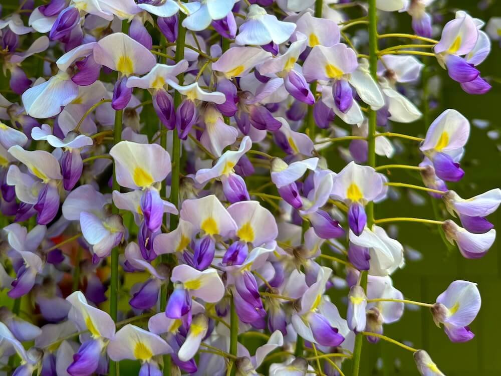 Wisteria floribunda 'Multijuga'