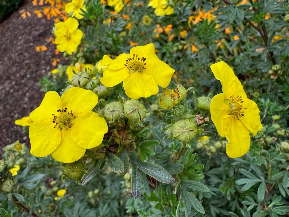 Potentilla fruticosa 'SMPFMY'