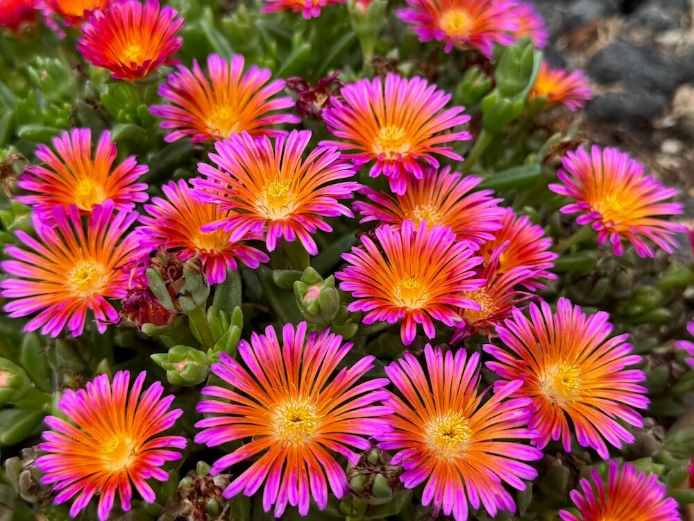 Delosperma hybrida Ocean Sunset 'Orange Glow'