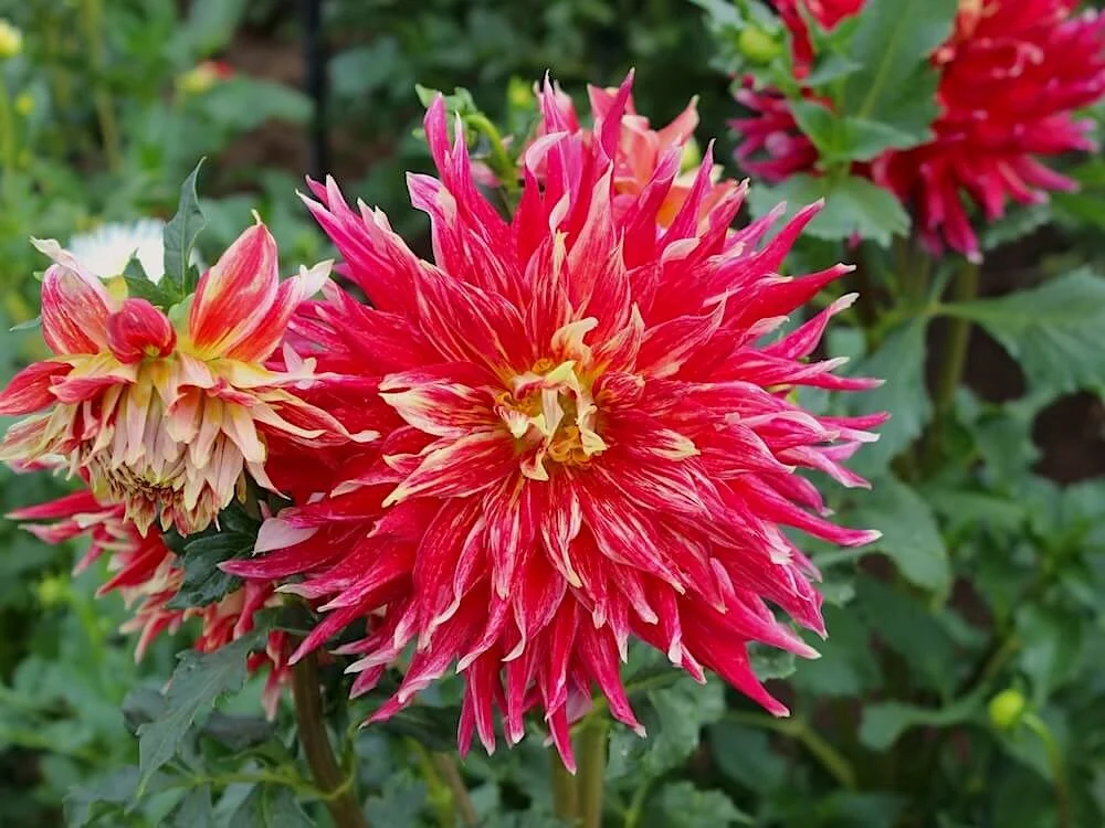 Dahlia 'Wildman'