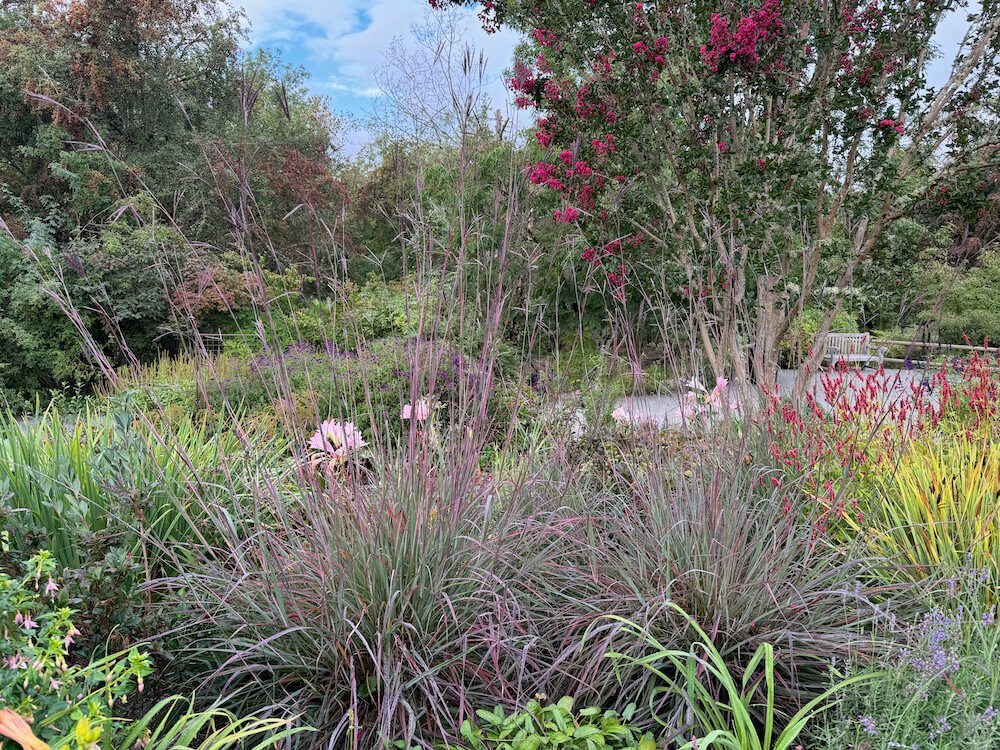 Andropogon gerardii 'Red October'