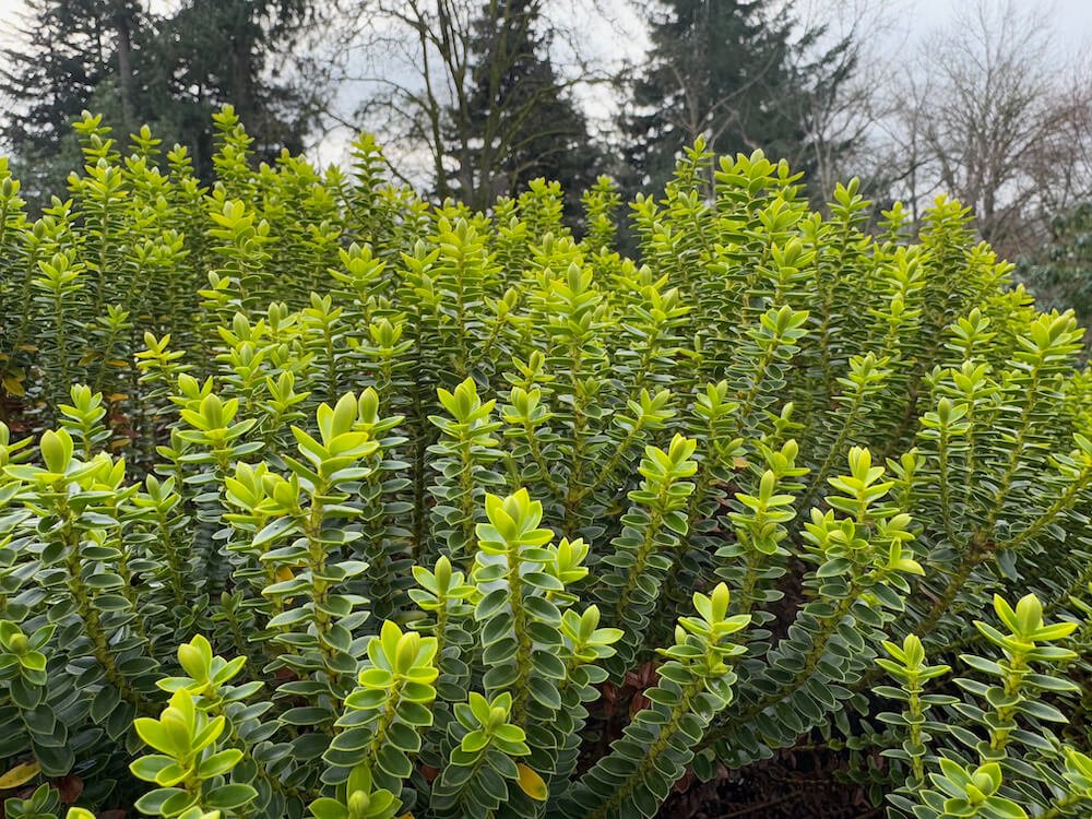 Veronica odora 'New Zealand Gold'