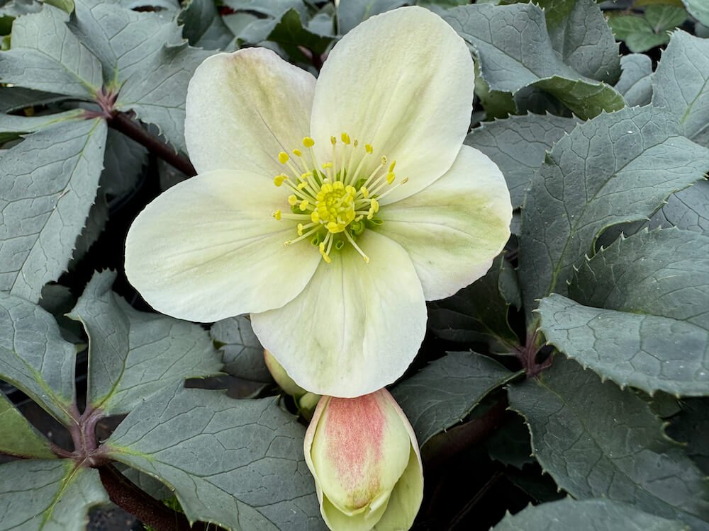 Helleborus x ericsmithii HGC 'Champion'