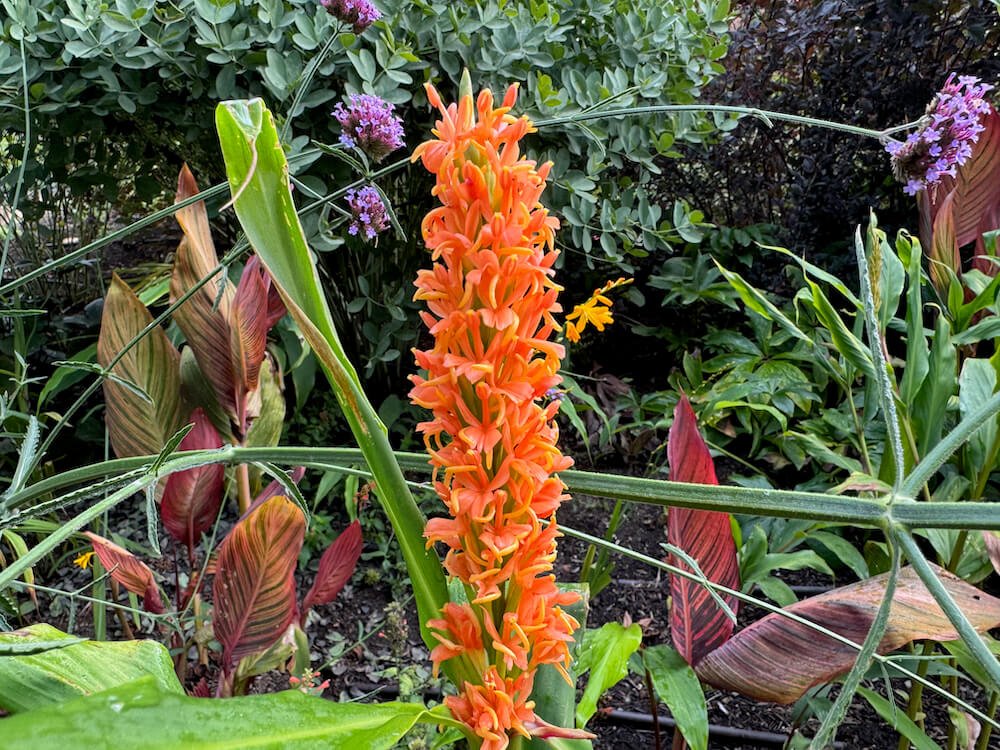 Hedychium densiflorum