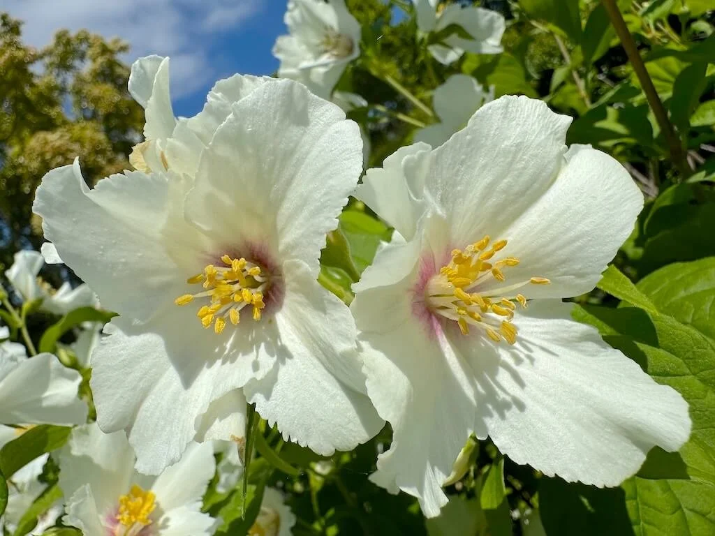 Fragrant Shrubs