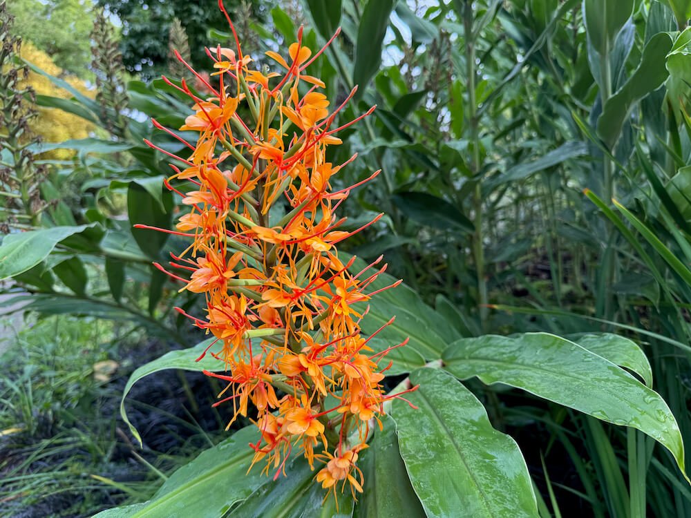 Hedychium coccineum 'Tara'