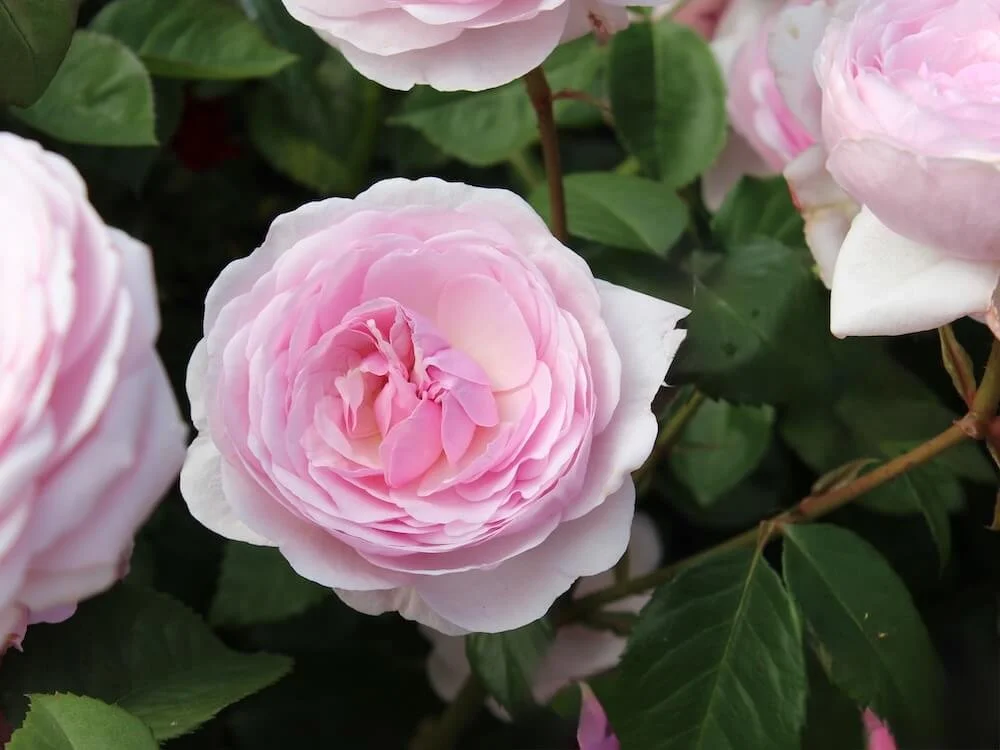Rosa 'Olivia Rose Austin'