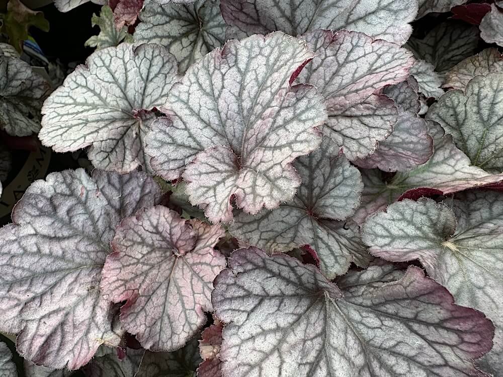 Heuchera x 'TNHEUNES'