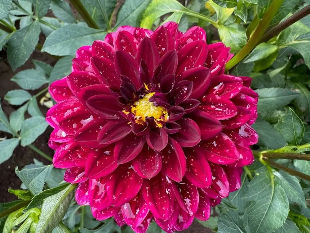 Dahlia 'Kaisha Lea'