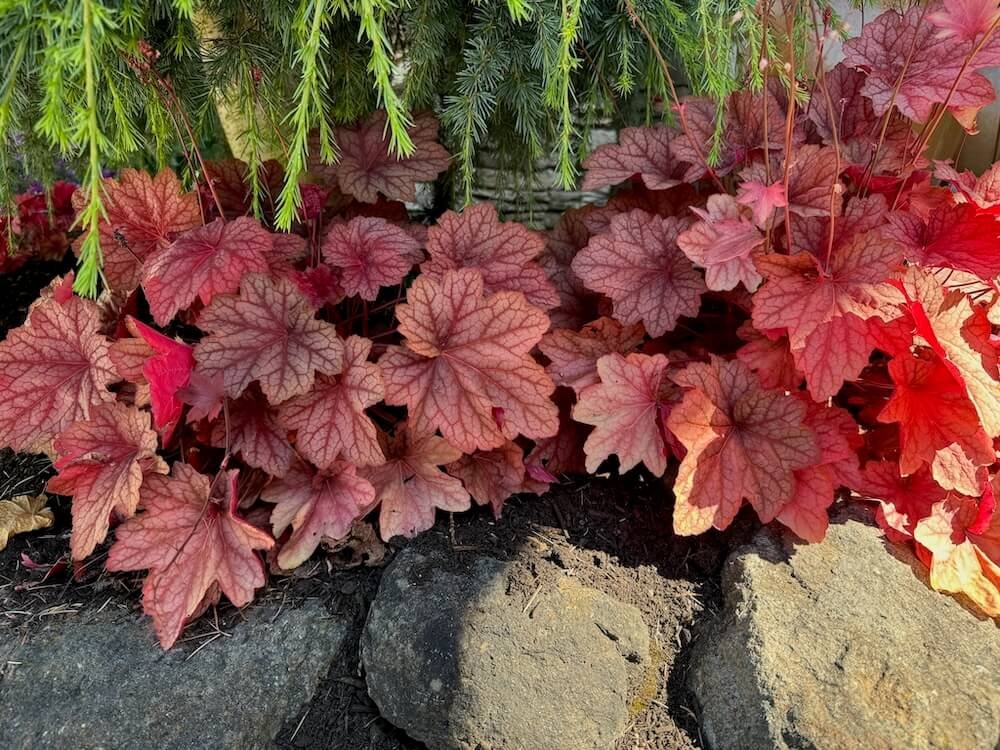 TERRA NOVA NURSERY DISPLAY GARDEN