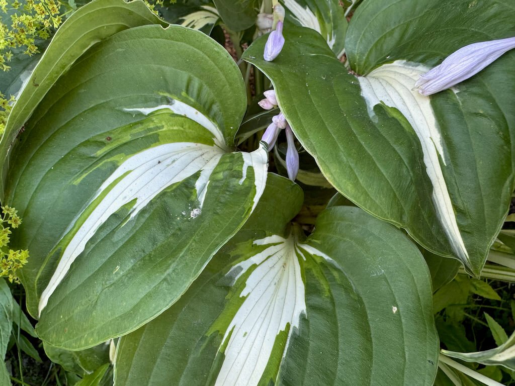 Hosta undulata 'Univittata'