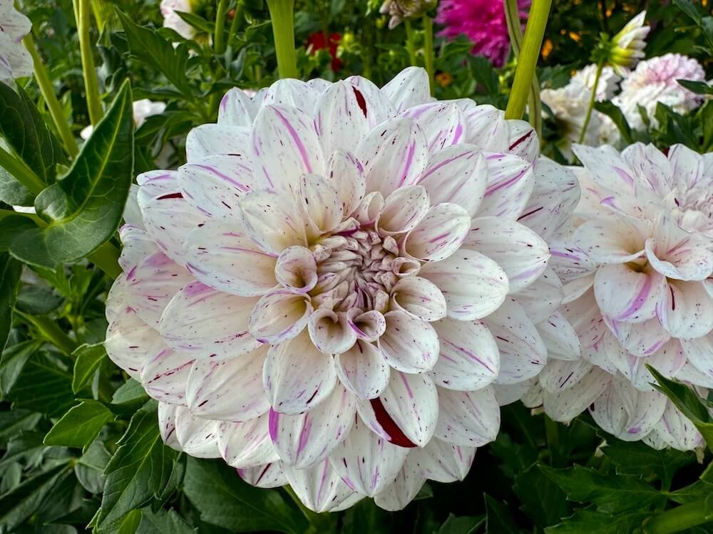 Dahlia 'Hulin's Carnival'