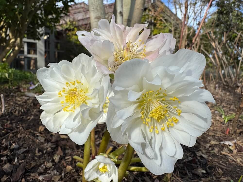 Helleborus niger 'Snow Frills'