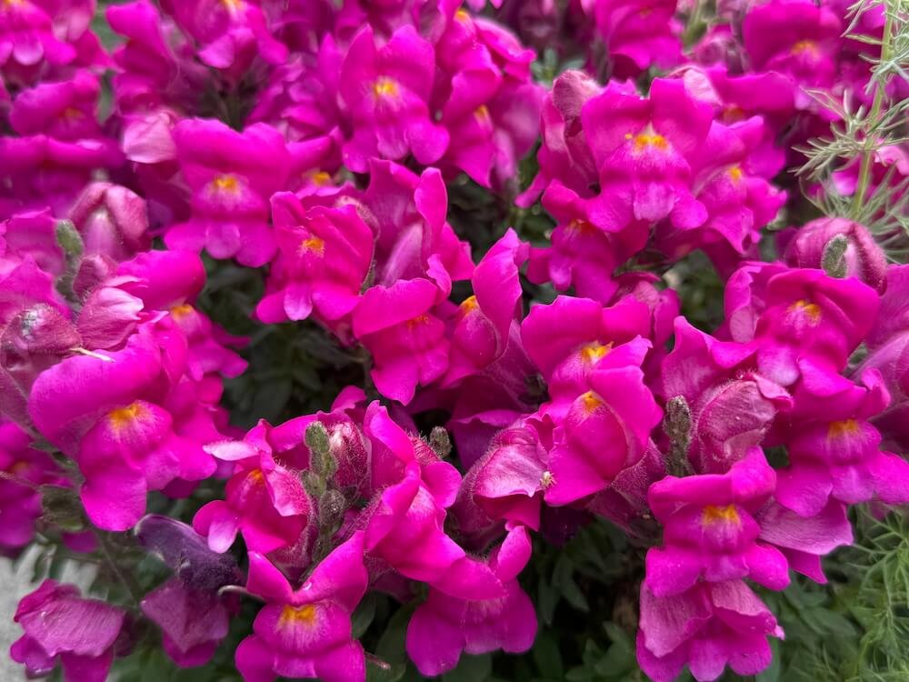 Antirrhinum majus 'Potomac Royal'