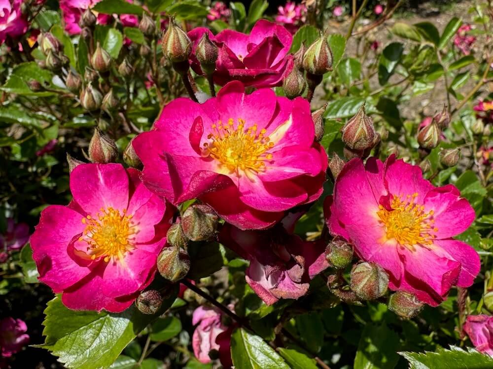Rosa 'Baieam'