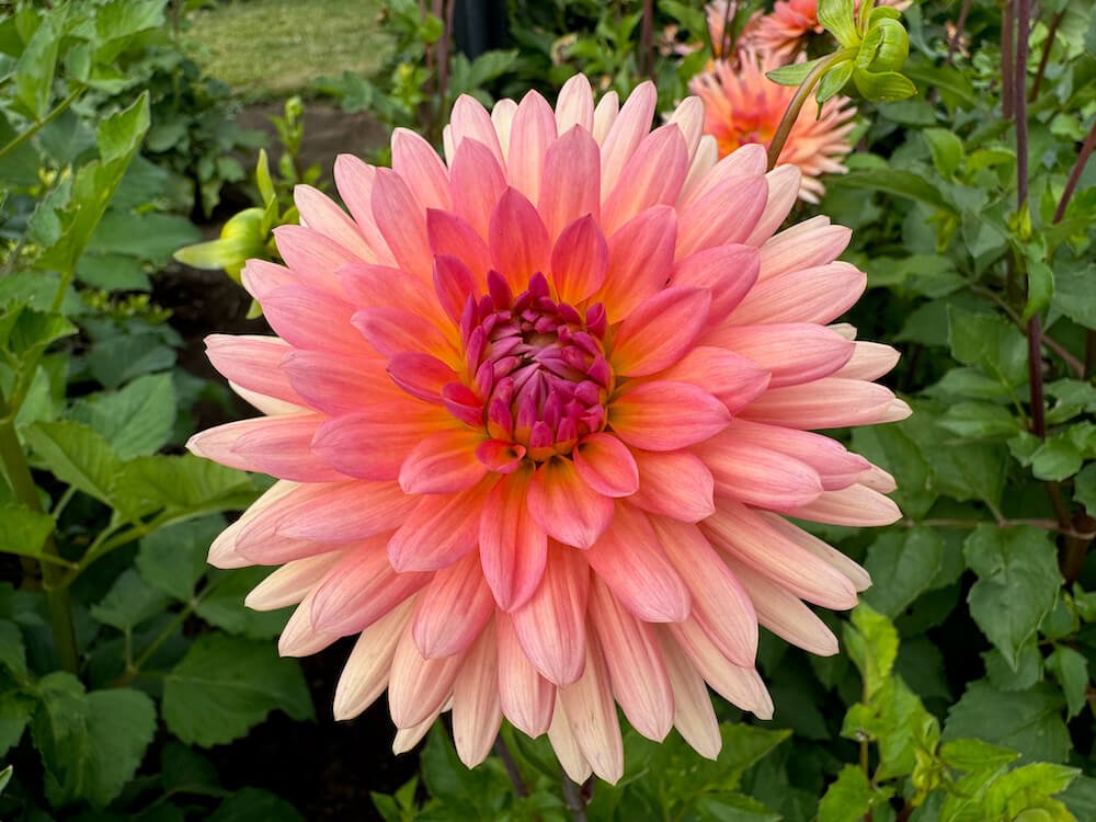 Dahlia 'Touche'