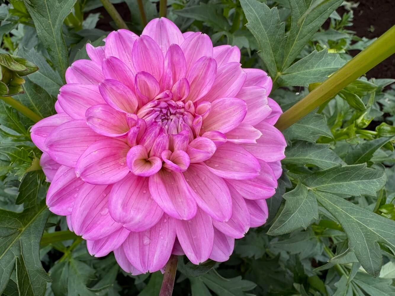 Dahlia 'Heather Feather'