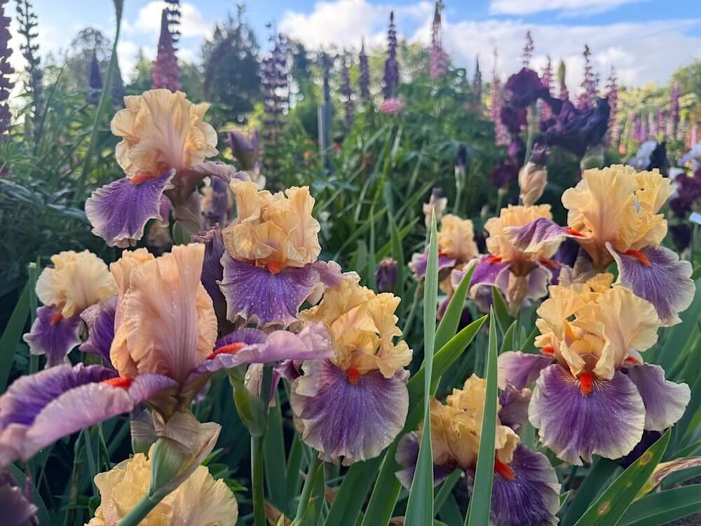 Iris 'Smith Rock'