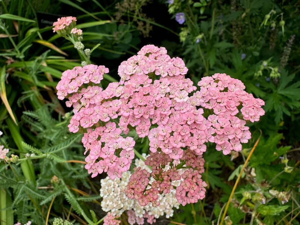 Achillea millefolium 'Alabaster'