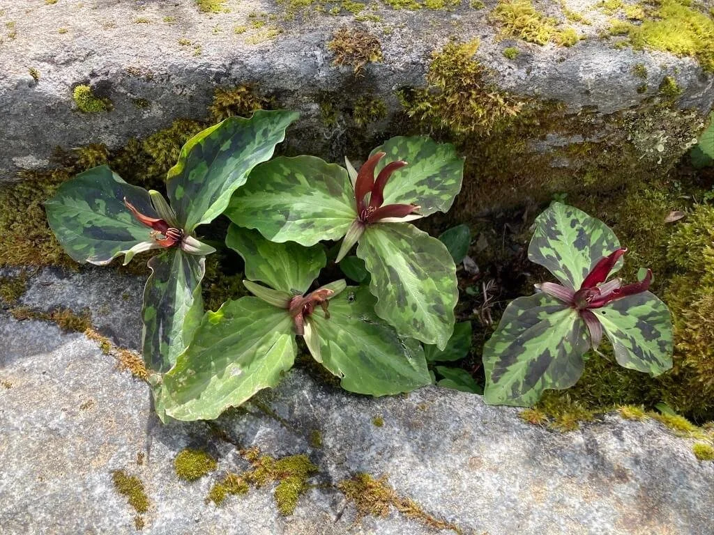 LEACH BOTANICAL GARDEN