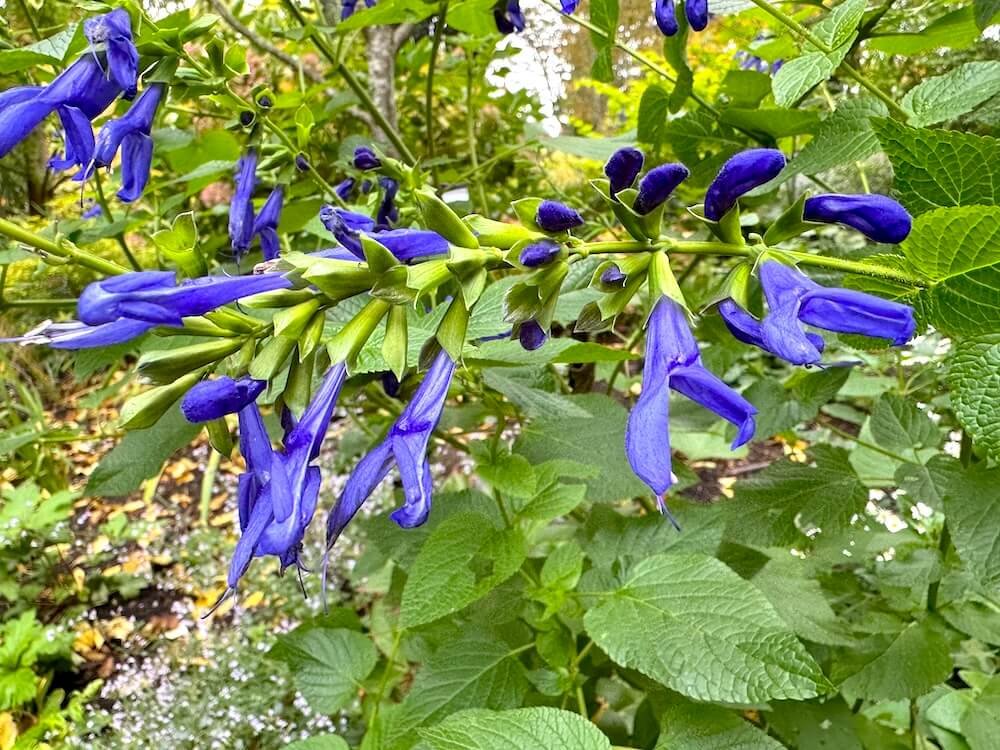 Salvia guaranitica 'Forever Blue'