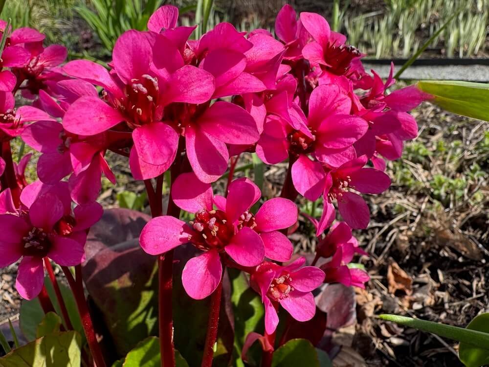 Bergenia 'Abendglut'