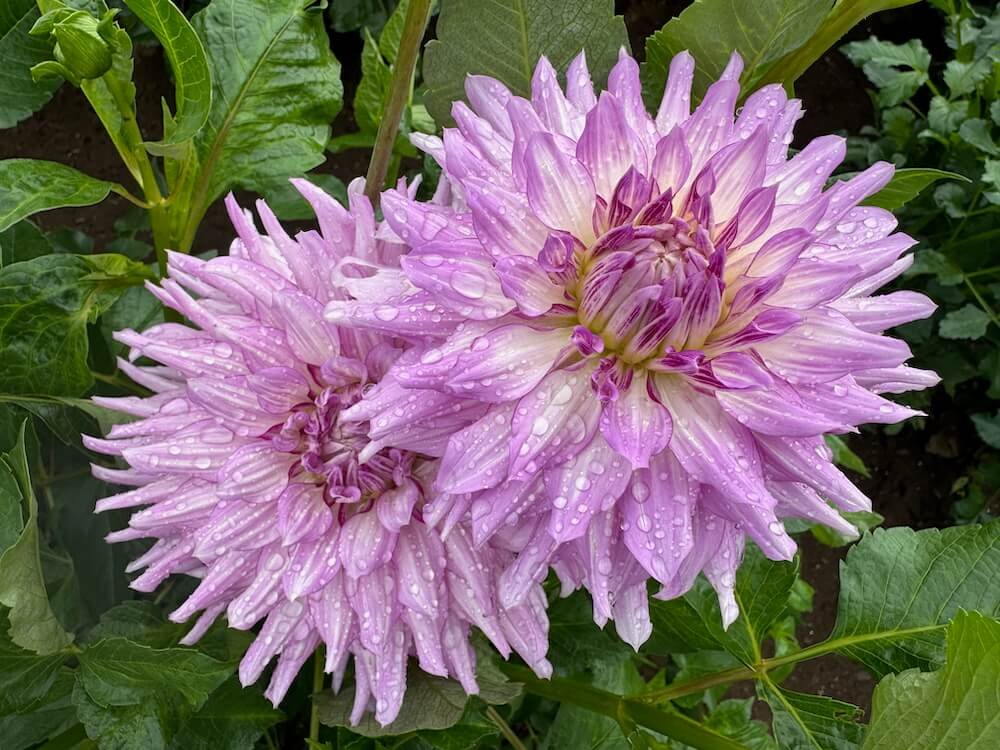 Dahlia 'Oregon Reign'