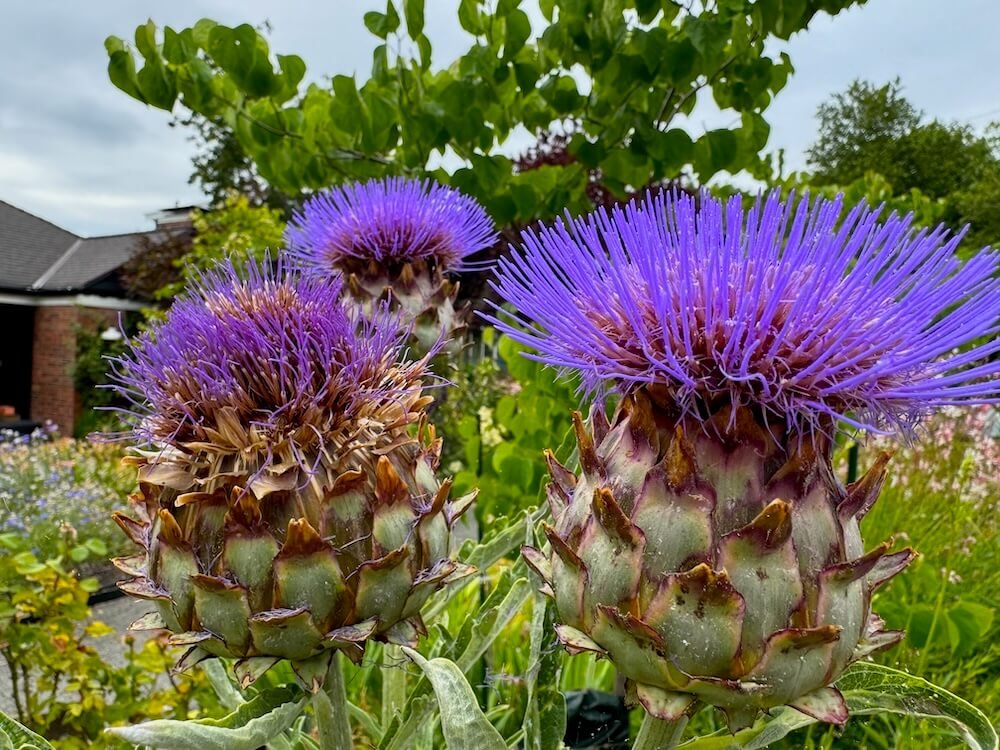 Cynara cardunculus