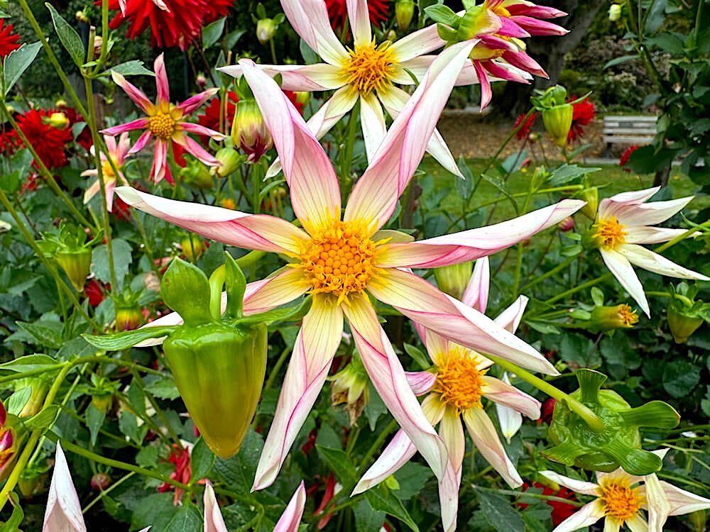Dahlia 'Sungate's Twilight'