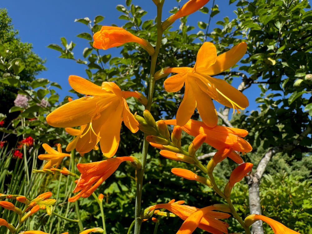 Crocosmia x crocosmiiflora 'Walberton Yellow'