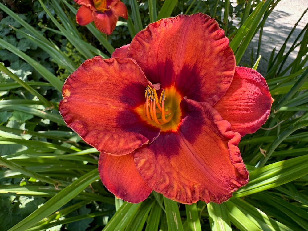 Hemerocallis 'Mighty Chestnut'