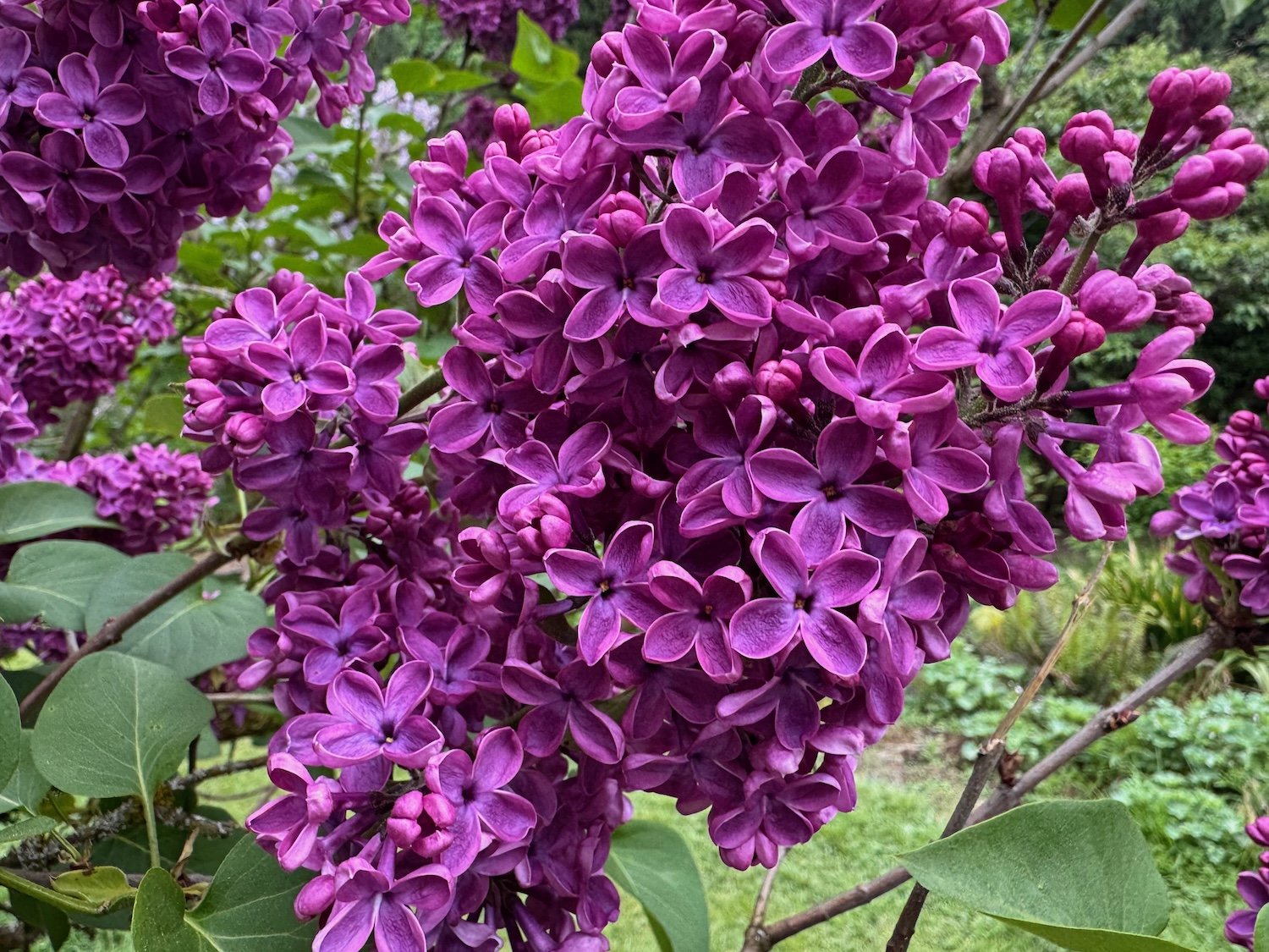 Discover the Beauty of Lilacs