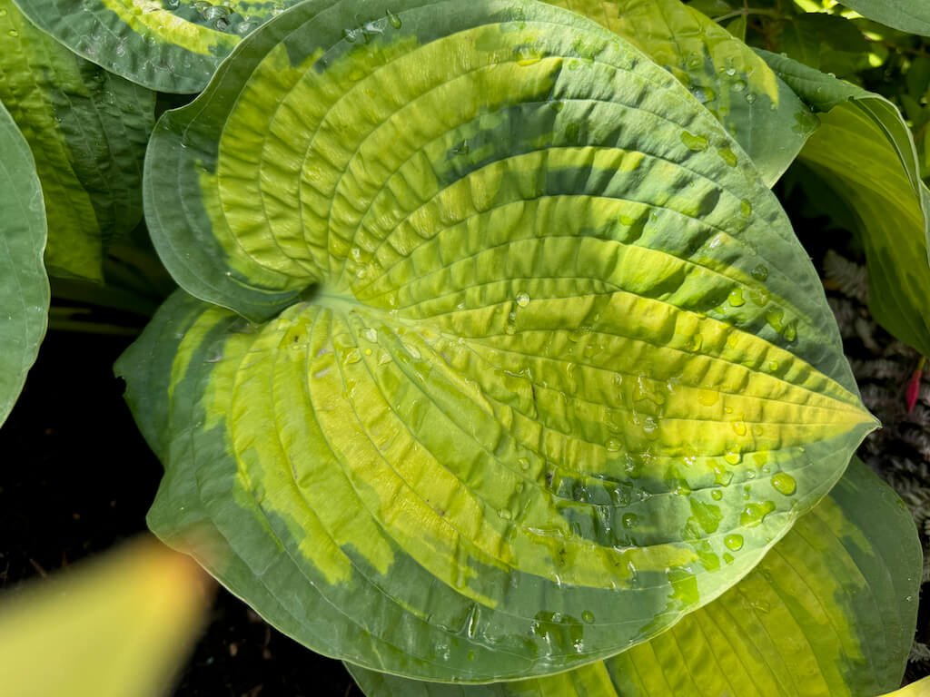 Hosta 'Paradigm'